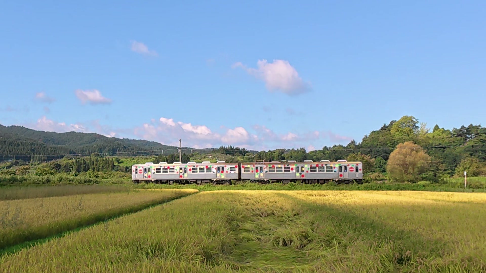 黄色く実った田んぼの中を走る弘南鉄道大鰐線の電車