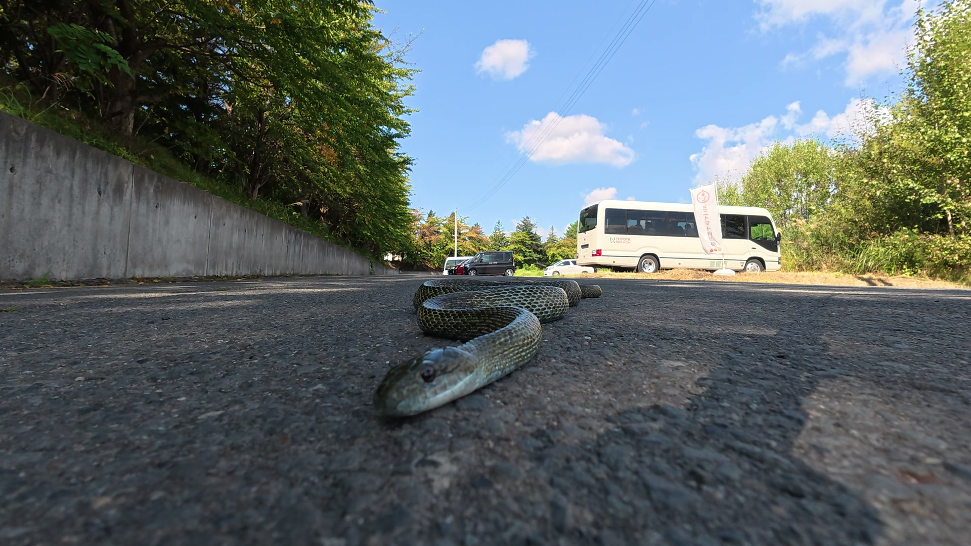 道を渡るヘビ