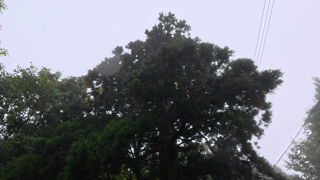 一本杉